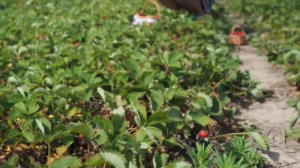 Mladá Žena Sbírá Červené Zralé Plodiny Jahody Fragaria Ananassa Farmě — Stock video