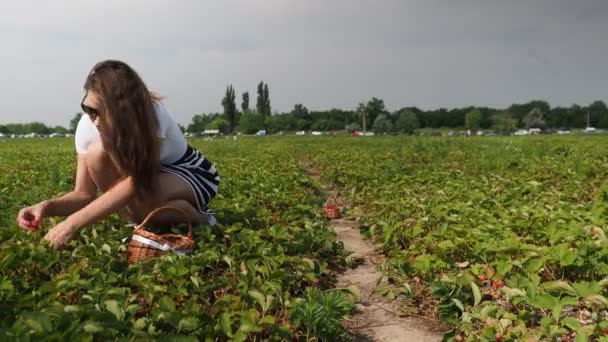年轻妇女正在4K Video农场田里采摘成熟的草莓红色作物 Fragaria Anassa 被阳光照亮了实地深度低 背景模糊 — 图库视频影像