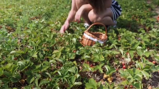 Ung Kvinna Samlar Röda Mogna Grödor Jordgubbar Fragaria Anananassa Gården — Stockvideo