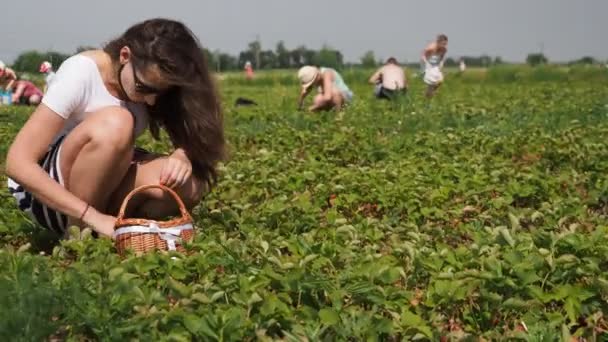 若い女性は4Kビデオで農場フィールド上のイチゴ Fragaria Anassa の赤い熟した作物を集めています 太陽の光に照らされる 被写界深度の低さと背景のぼやけ — ストック動画