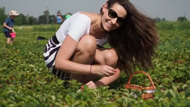 Junge Frau Sammelt Rote Reife Erdbeeren Fragaria Ananassa Auf Dem — Stockvideo