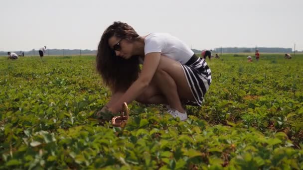 Junge Frau Sammelt Rote Reife Erdbeeren Fragaria Ananassa Auf Dem — Stockvideo