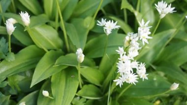 Ramson 'un güzel çiçekleri - HD VIDEO' daki ev yapımı bahçede yabani sarımsak (Allium ursinum). Yumuşak gün ışığıyla aydınlatılmış. Düşük alan derinliği ve bulanık arkaplan. Yakın plan..