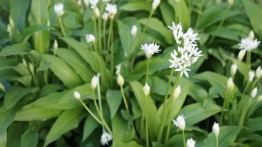 Ramson 'un güzel çiçekleri - HD VIDEO' daki ev yapımı bahçede yabani sarımsak (Allium ursinum). Yumuşak gün ışığıyla aydınlatılmış. Düşük alan derinliği ve bulanık arkaplan. Yakın plan..