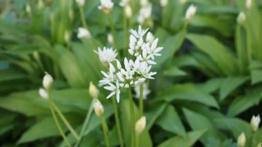 Ramson 'un güzel çiçekleri - HD VIDEO' daki ev yapımı bahçede yabani sarımsak (Allium ursinum). Yumuşak gün ışığıyla aydınlatılmış. Düşük alan derinliği ve bulanık arkaplan. Yakın plan..