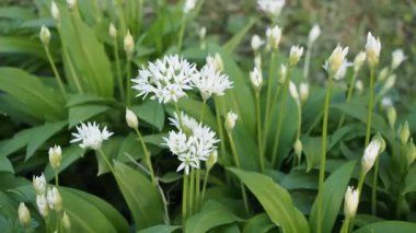 Ramson 'un güzel çiçekleri - HD VIDEO' daki ev yapımı bahçede yabani sarımsak (Allium ursinum). Yumuşak gün ışığıyla aydınlatılmış. Düşük alan derinliği ve bulanık arkaplan. Yakın plan..