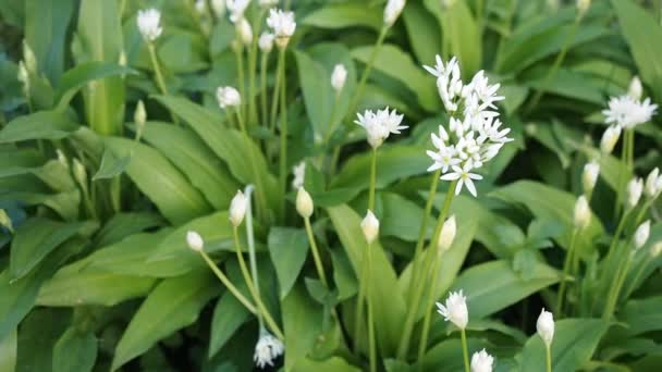 Belas Flores Brancas Florescentes Ramson Alho Selvagem Allium Ursinum Jardim — Vídeo de Stock
