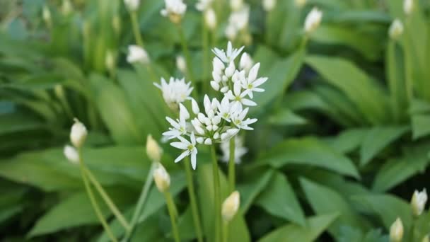 Hermosas Flores Blancas Florecientes Ramson Ajo Salvaje Allium Ursinum Jardín — Vídeo de stock