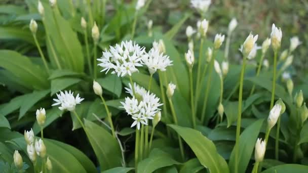 Vackra Blommande Vita Blommor Ramson Vild Vitlök Allium Ursinum Hemlagad — Stockvideo