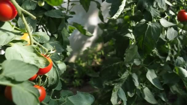 Verse Bos Van Rode Rijpe Onrijpe Tomaten Groeien Zelfgemaakte Kas — Stockvideo