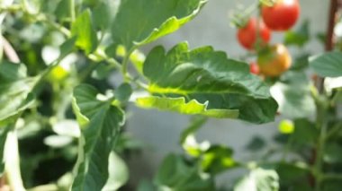 Taze kırmızı olgun ve olgunlaşmamış domatesler ev yapımı serada yetişiyor, güneş ışığıyla aydınlatılıyor. Düşük alan derinliği ve bulanık arkaplan. HD VIDEO