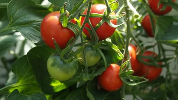 Verse Bos Van Rode Rijpe Onrijpe Tomaten Groeien Zelfgemaakte Kas — Stockvideo