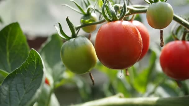自家製温室で成長している赤い熟して熟していないトマトの新鮮な束は 日光に照らされています 被写界深度が低く背景がぼやけています Hdビデオ — ストック動画