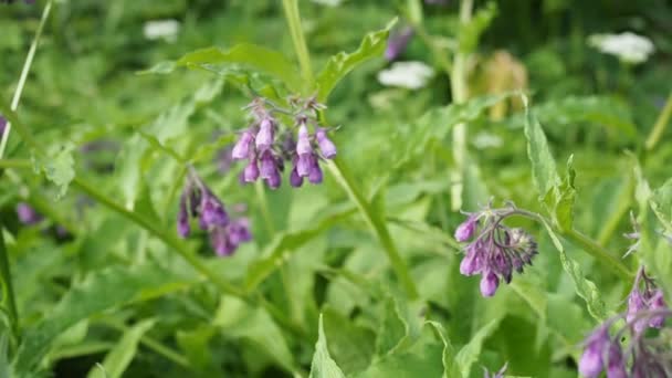 Belle Floraison Violette Fleurs Consoude Symphytum Officinale Dans Jardin Fait — Video