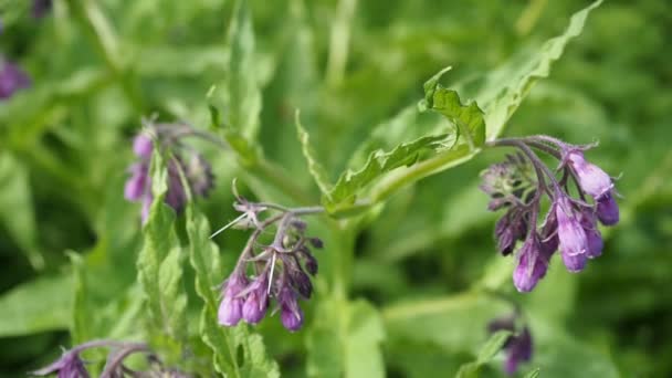 Lindas Flores Comfrey Violeta Florescendo Symphytum Officinale Jardim Caseiro Video — Vídeo de Stock