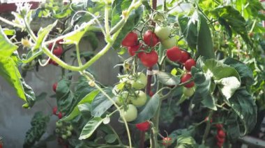Gün ışığıyla aydınlanan taze kırmızı olgun ve olgunlaşmamış domatesler ev yapımı serada yetişiyor. Düşük alan derinliği ve bulanık arkaplan. 4k Video