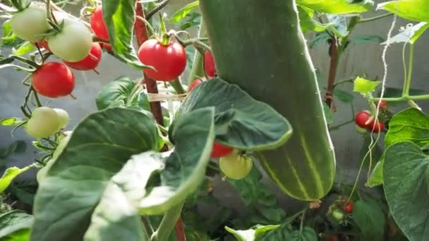 Manojo Fresco Tomates Rojos Maduros Inmaduros Que Crecen Invernadero Casero — Vídeos de Stock