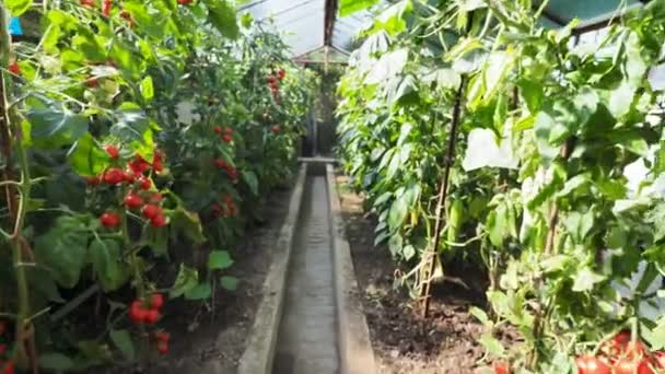 Bando Fresco Tomates Vermelhos Maduros Não Maduros Crescendo Estufa Caseira — Vídeo de Stock