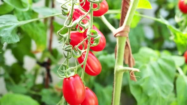Φρέσκες Κόκκινες Ώριμες Και Άγουρες Ντομάτες Που Φυτρώνουν Σπιτικό Θερμοκήπιο — Αρχείο Βίντεο