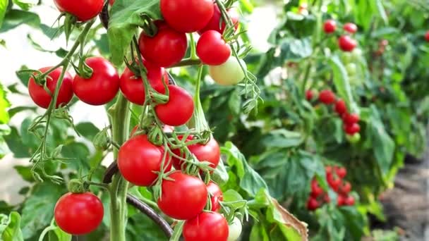 Fresh Bunch Red Ripe Unripe Tomatoes Growing Homemade Greenhouse Illuminated — Stock Video