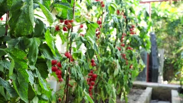 Frisches Bündel Roter Reifer Und Unreifer Tomaten Die Hausgemachten Gewächshaus — Stockvideo