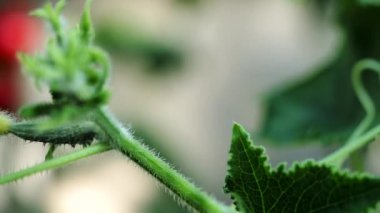 Gün ışığıyla aydınlanan taze kırmızı olgun ve olgunlaşmamış domatesler ev yapımı serada yetişiyor. Düşük alan derinliği ve bulanık arkaplan. 4k Video