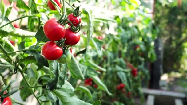 Bando Fresco Tomates Vermelhos Maduros Não Maduros Crescendo Estufa Caseira — Vídeo de Stock