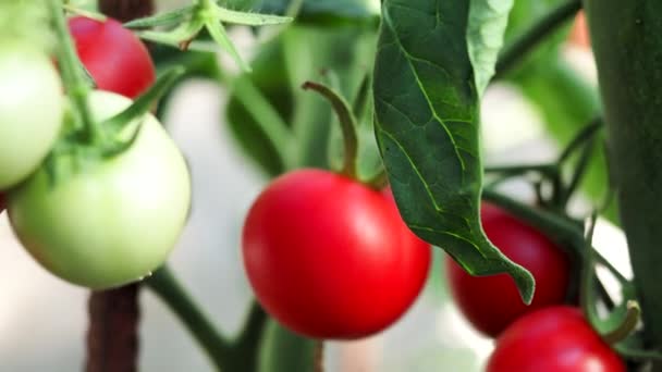 Bouquet Frais Tomates Rouges Mûres Non Mûres Poussant Serre Maison — Video