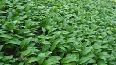 Ramson 'un yeşil bitkileri - HD VIDEO' daki ormanda yabani sarımsak (Allium ursinum). Yumuşak gün ışığıyla aydınlatılmış. Düşük alan derinliği ve bulanık arkaplan. Yakın plan..