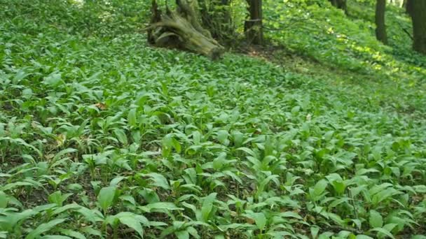 Campo Las Plantas Verdes Ramson Ajo Salvaje Allium Ursinum Los — Vídeos de Stock