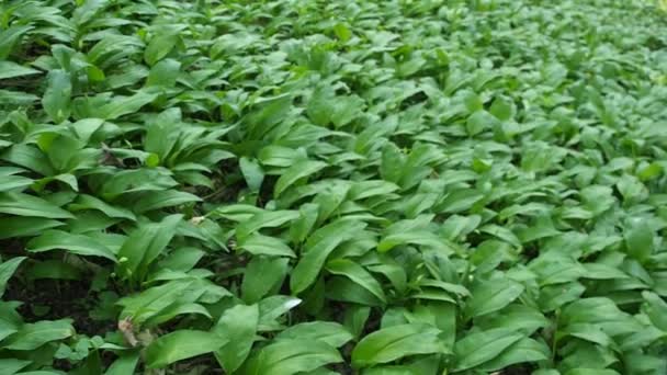 Champ de plantes vertes de ramson - ail sauvage (Allium ursinum) dans les bois en HD VIDEO. Illuminé par la douce lumière du jour. Faible profondeur de champ et fond flou. Gros plan .
