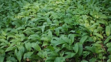 Ramson 'un yeşil bitkileri - HD VIDEO' daki ormanda yabani sarımsak (Allium ursinum). Yumuşak gün ışığıyla aydınlatılmış. Düşük alan derinliği ve bulanık arkaplan. Yakın plan..