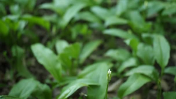 Campo Las Plantas Verdes Ramson Ajo Salvaje Allium Ursinum Los — Vídeos de Stock