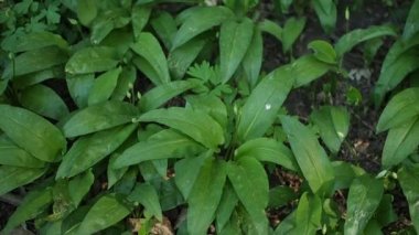 Ramson 'un yeşil bitkileri - HD VIDEO' daki ormanda yabani sarımsak (Allium ursinum). Yumuşak gün ışığıyla aydınlatılmış. Düşük alan derinliği ve bulanık arkaplan. Yakın plan..