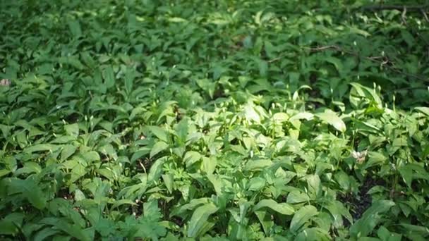 Feld Der Grünen Pflanzen Des Ramson Bärlauch Allium Ursinum Den — Stockvideo