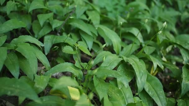 Ramson Yeşil Bitkileri Video Daki Ormanda Yabani Sarımsak Allium Ursinum — Stok video