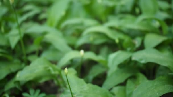 Feld Der Grünen Pflanzen Des Ramson Bärlauch Allium Ursinum Den — Stockvideo