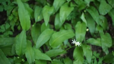 Ramson 'un yeşil bitkileri - HD VIDEO' daki ormanda yabani sarımsak (Allium ursinum). Yumuşak gün ışığıyla aydınlatılmış. Düşük alan derinliği ve bulanık arkaplan. Yakın plan..