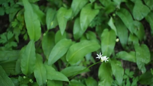 Campo Fábricas Verdes Ramson Alho Selvagem Allium Ursinum Florestas Video — Vídeo de Stock
