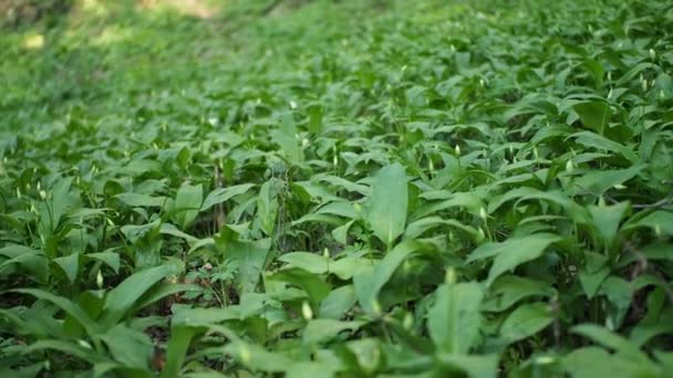 Feld Der Grünen Pflanzen Des Ramson Bärlauch Allium Ursinum Den — Stockvideo