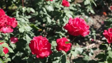 HD VIDEO 'daki botanik bahçesinde bir demet güzel kırmızı gül (ERIKA PLUHAR). Güneş ışığıyla aydınlatılmış. Yakın plan..
