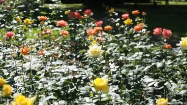 HD VIDEO 'daki botanik bahçesinde bir demet sarı gül (