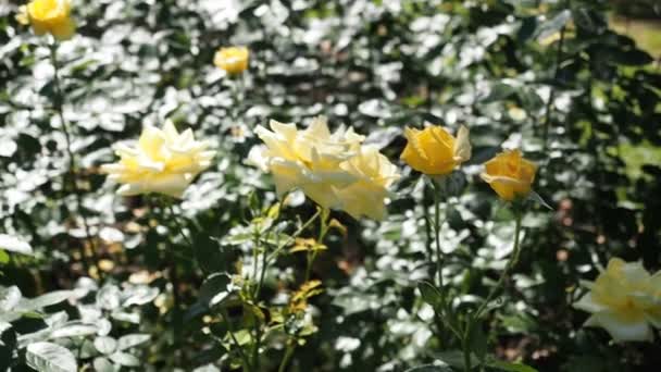 Hdビデオの植物園で黄色のバラの美しい開花の花の束 Berolina Kordes 1986 太陽の光に照らされる — ストック動画