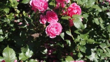 HD VIDEO 'daki botanik bahçesinde bir demet pembe gül (