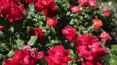 HD VIDEO 'daki botanik bahçesinde bir demet kırmızı gül (Floribunda 