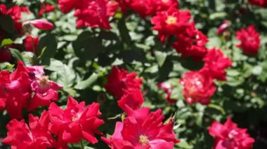 HD VIDEO 'daki botanik bahçesinde bir demet kırmızı gül (Floribunda 