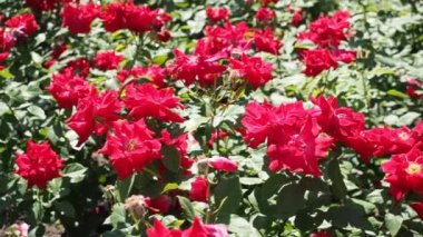 HD VIDEO 'daki botanik bahçesinde bir demet kırmızı gül (Floribunda 
