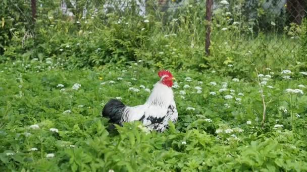 Gallinas Libres Gallo Pastando Jardín Una Granja Orgánica Video Agricultura — Vídeos de Stock