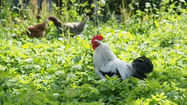 Όρνιθες Ελεύθερης Βοσκής Κόκορας Και Κοτόπουλα Που Βόσκουν Στον Κήπο — Αρχείο Βίντεο