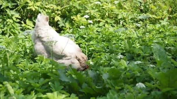 Freilandhühner Hahn Und Hühner Grasen Garten Eines Biobauernhofs Video Biolandbau — Stockvideo